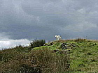 Schaf vor Gewitter