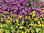 Heide in violett und gelb