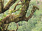 Bemooster Baum