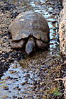 Schildkröte bei Capo Testa